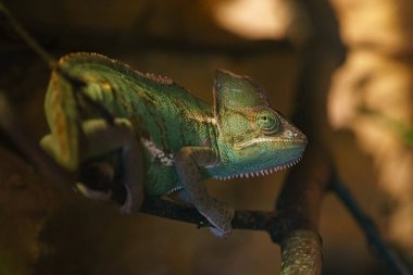 Veiled chameleon in zoo