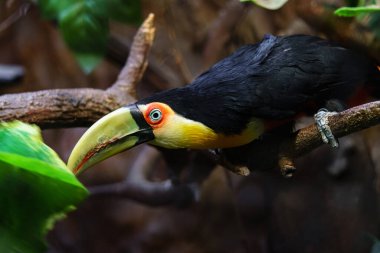 Hayvanat bahçesinde yeşil gagalı Toucan