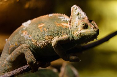 Veiled chameleon in zoo
