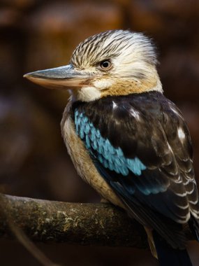 Blue-winged kookaburra in zoo