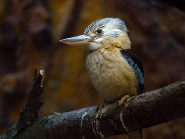 Blue-winged kookaburra in zoo