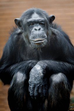Hayvanat bahçesindeki şempanze portresi