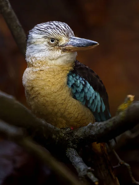 Blue Winged Kookaburra Zoo — Φωτογραφία Αρχείου