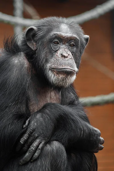 Portrait of Chimpanzee in zoo