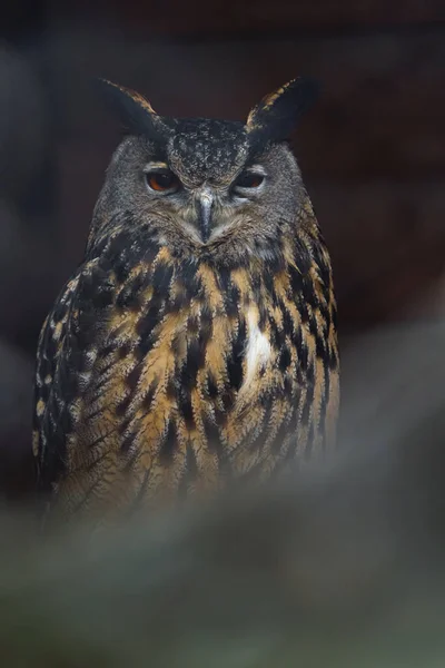 Eurasian Eagle Owl Zoo — Zdjęcie stockowe
