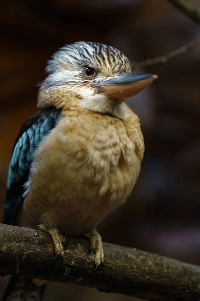 Blue Winged Kookaburra Zoo — Zdjęcie stockowe