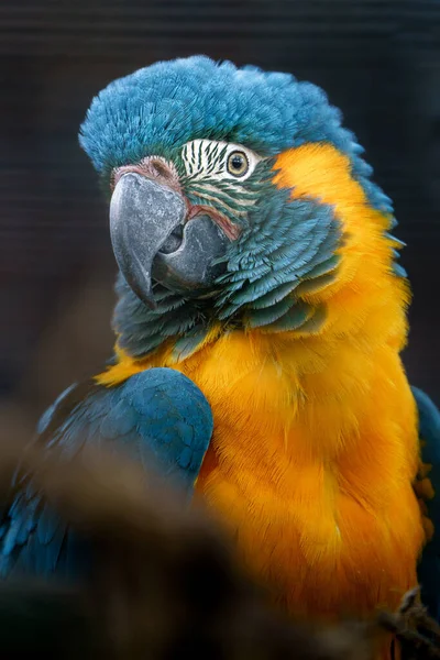 Blue Throated Macaw Zoo — Φωτογραφία Αρχείου