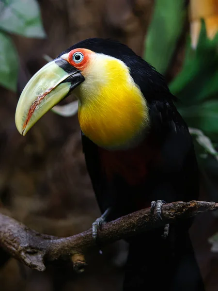 Πράσινο Χρεώνονται Toucan Στο Ζωολογικό Κήπο — Φωτογραφία Αρχείου