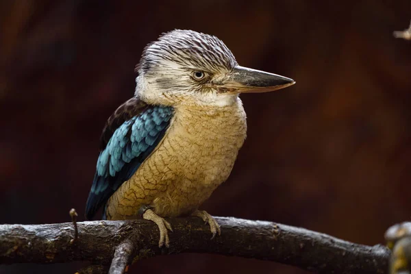 Blauflügelkookaburra Zoo — Stockfoto