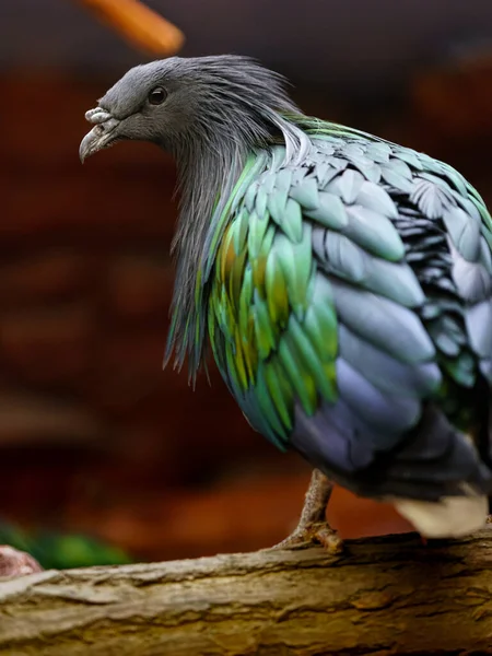Nicobar Pigeon Zoo — Stock Photo, Image