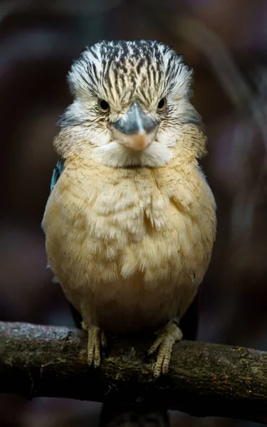 Blue Winged Kookaburra Zoo — Stock Photo, Image