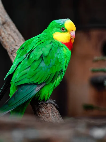 Superb Parrot Zoo — Stockfoto