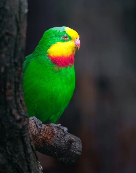 Superb Parrot Zoo — стоковое фото