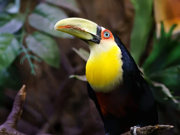 Green Billed Toucan Zoo — Zdjęcie stockowe
