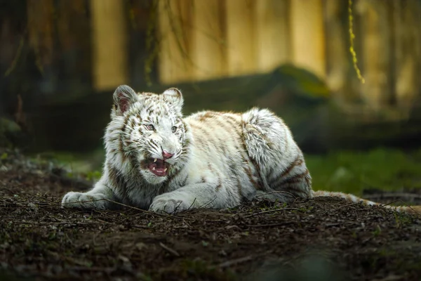 Hayvanat Bahçesindeki Beyaz Kaplan — Stok fotoğraf