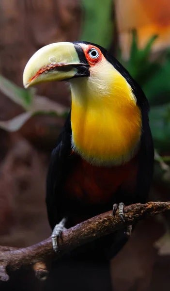 Πράσινο Χρεώνονται Toucan Στο Ζωολογικό Κήπο — Φωτογραφία Αρχείου