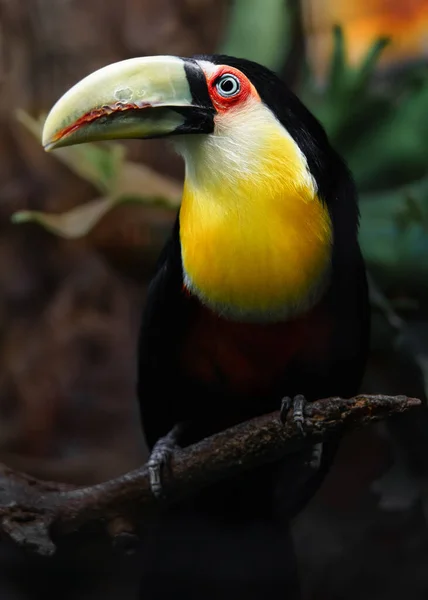 Hayvanat Bahçesinde Yeşil Gagalı Toucan — Stok fotoğraf
