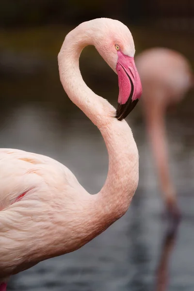 Stock image Greater flamingo in zoo