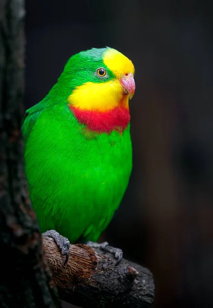 Superb Parrot Zoo — Zdjęcie stockowe