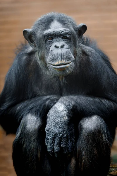 Portrait of Chimpanzee in zoo