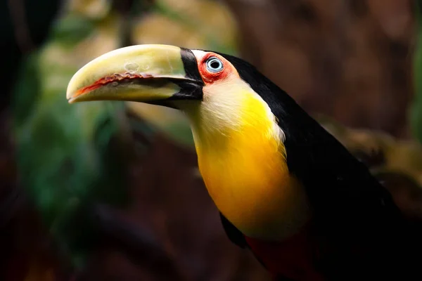 Zöldszámlás Toucan Állatkertben — Stock Fotó