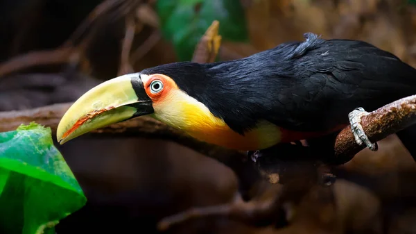 Green Billed Toucan Zoo — Stock Photo, Image