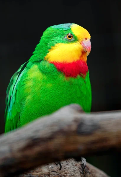 Superb Parrot Zoo — стоковое фото