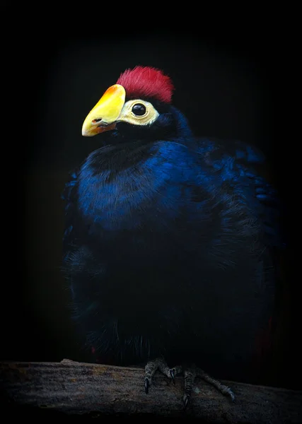 Rossin Turaco Eläintarhassa — kuvapankkivalokuva