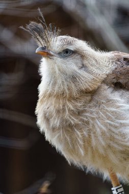 Hayvanat bahçesinde kırmızı bacaklı Seriema