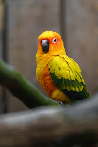 Sun Parakeet Zoo — Stock Photo, Image