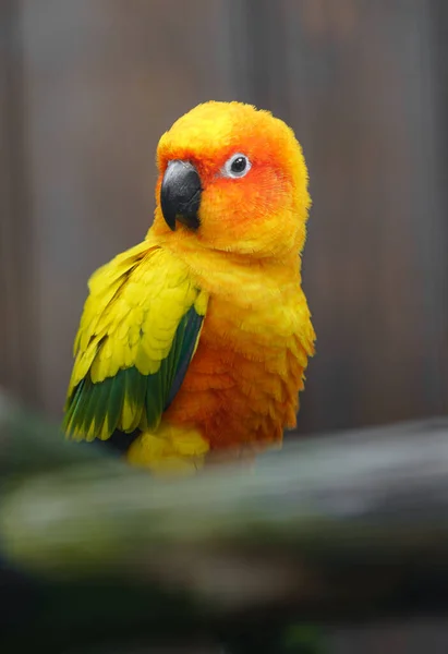 Sun Parakeet Zoo — Zdjęcie stockowe