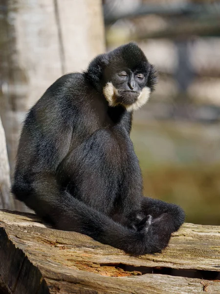 Southern Yellow Checked Crested Gibbon — Stock Photo, Image