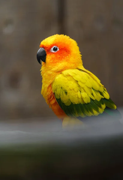 Parakeet Sol Zoológico — Fotografia de Stock