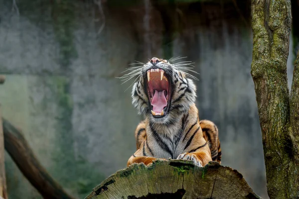 Sumatran Tiger Zoo — Stock Photo, Image