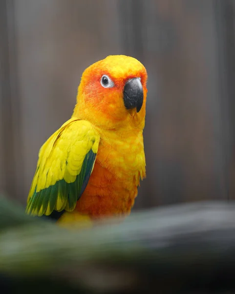 Солнечный Попугай Зоопарке — стоковое фото