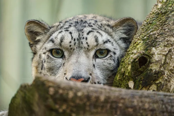 Сніговий Леопард Зоопарку — стокове фото
