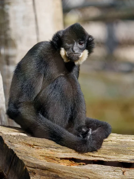 Sydgult Kontrollerat Crested Gibbon — Stockfoto