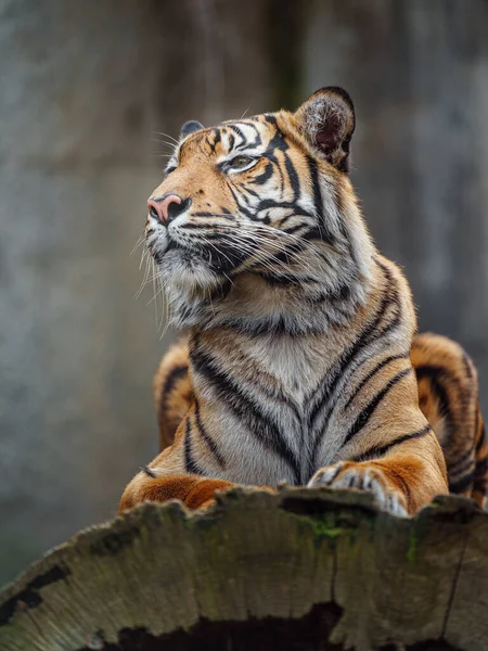 Tigre Sumatra Zoológico —  Fotos de Stock