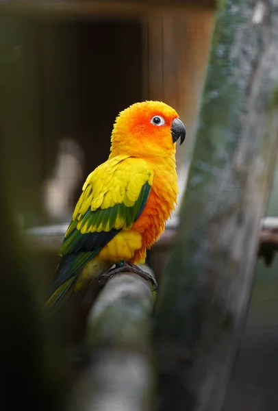 Sun Parakeet Zoo — Φωτογραφία Αρχείου