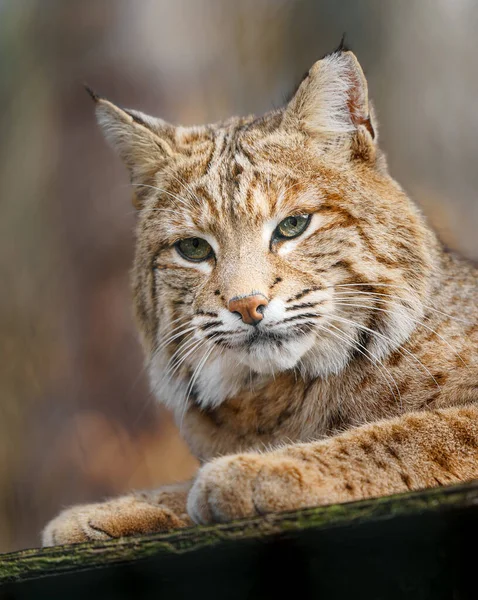 Retrato Bobcat Zoológico — Fotografia de Stock