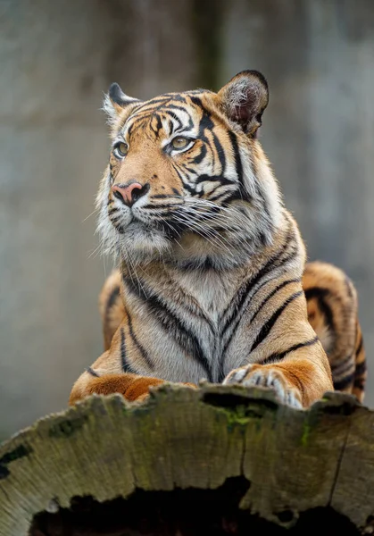 Sumatrzański Tygrys Zoo — Zdjęcie stockowe