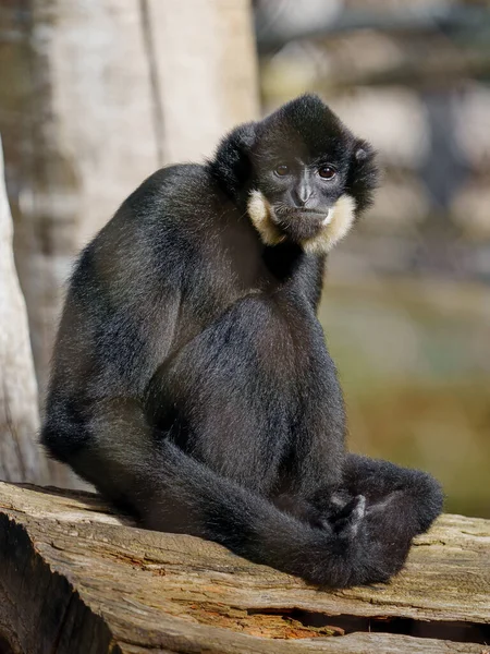 Jižní Žlutý Kostkovaný Hřeben Gibbon — Stock fotografie