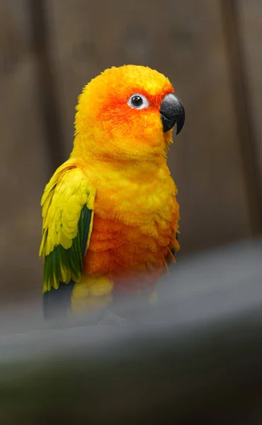 Sun Parakeet Zoo — Stok fotoğraf
