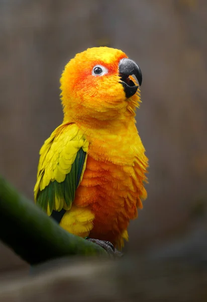 Sun Parakeet Zoo — Stockfoto