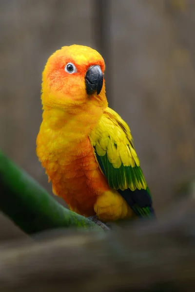 Солнечный Попугай Зоопарке — стоковое фото