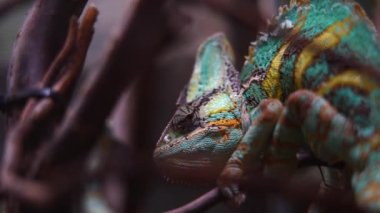 Teraryumdaki peçeli bukalemunun videosu