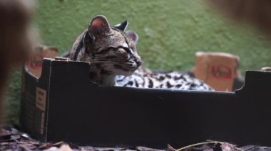 Margay 'ın hayvanat bahçesindeki videosu