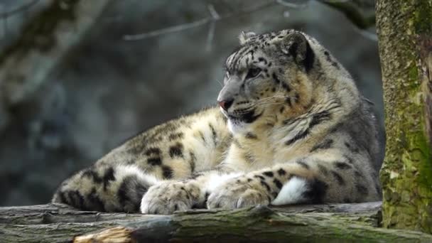 Video Leopardo Nieve Zoológico — Vídeo de stock