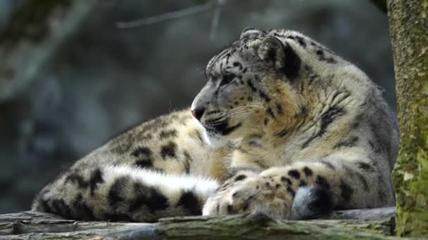 動物園での雪のヒョウのビデオ — ストック動画