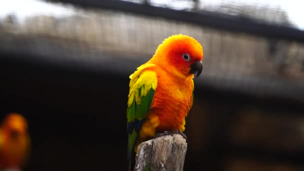 Βίντεο Από Παπαγαλάκι Του Ήλιου Στο Ζωολογικό Κήπο — Αρχείο Βίντεο